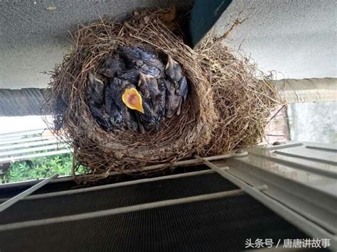 有鳥在家築巢 孩子的成长